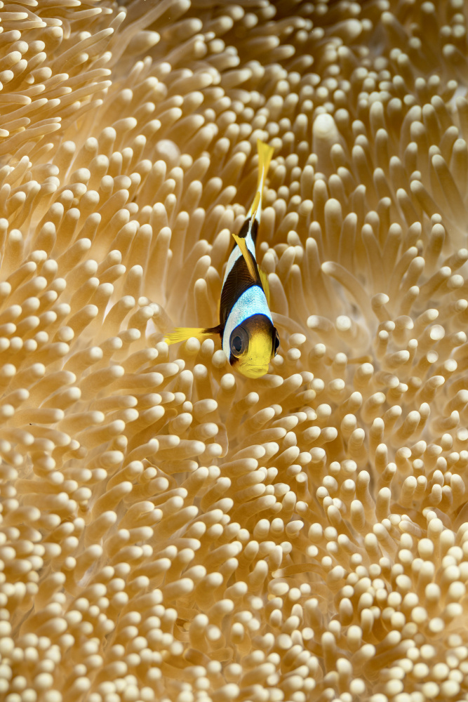 Baby Face von Serge Melesan