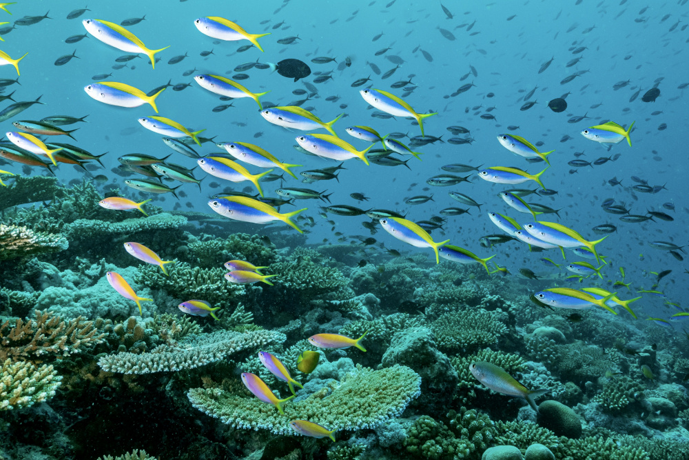 The rainbow reef von Serge Melesan