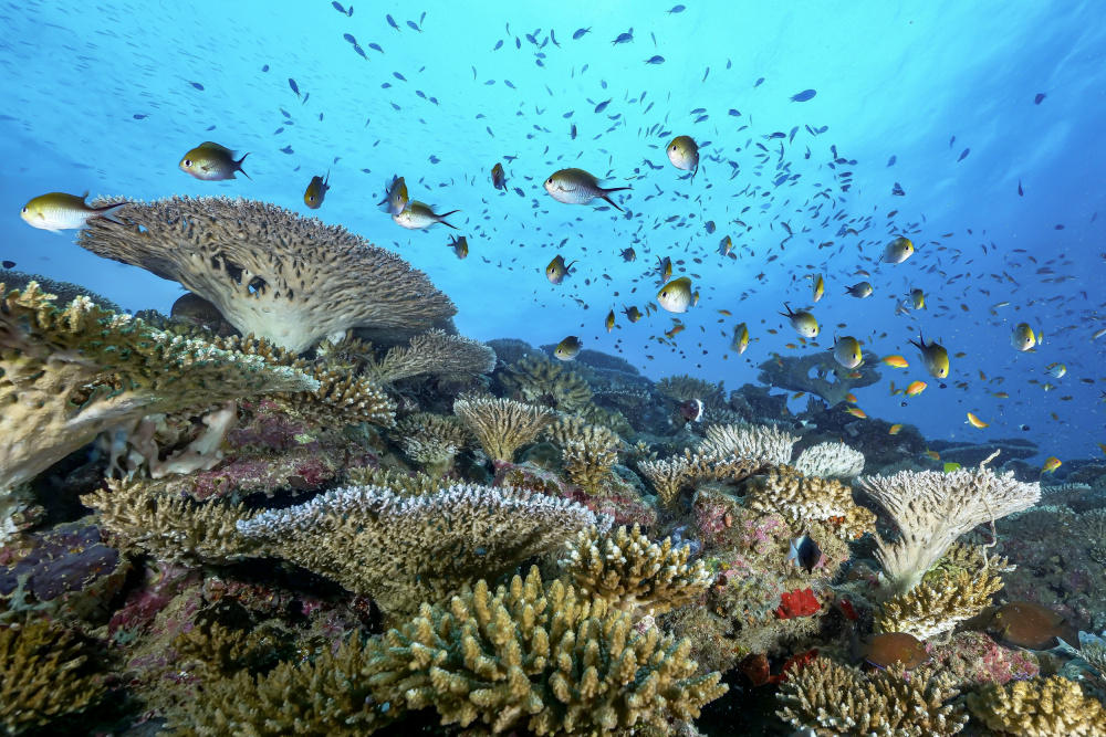 The reef von Serge Melesan