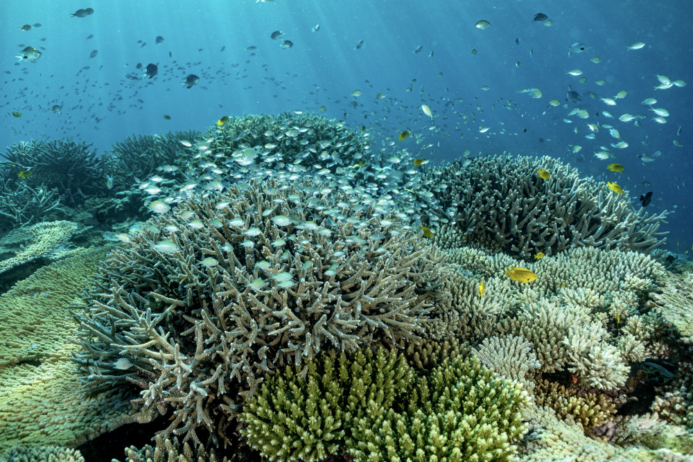 Living thé reef von Serge Melesan