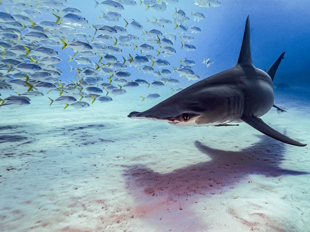 The great hammerhead shark von Serge Melesan