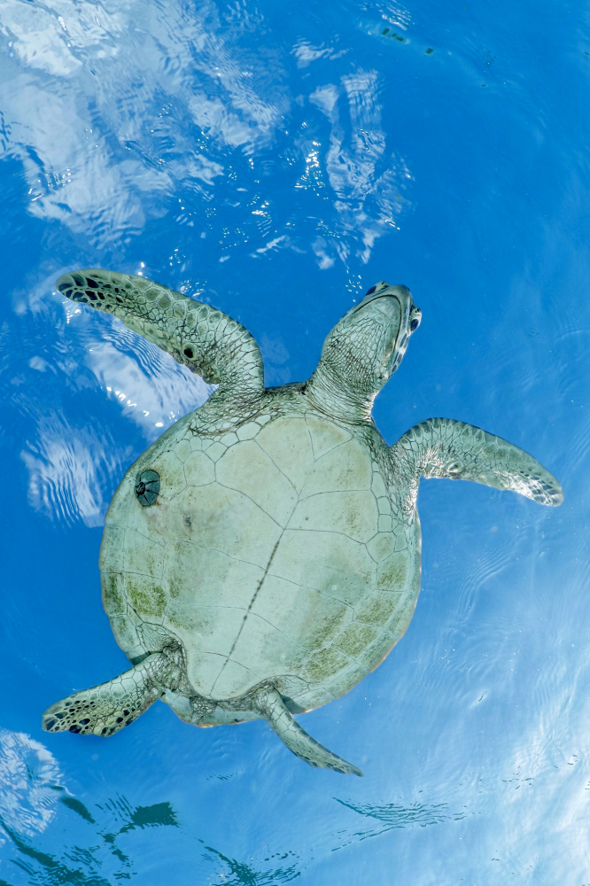 Thé worm von Serge Melesan