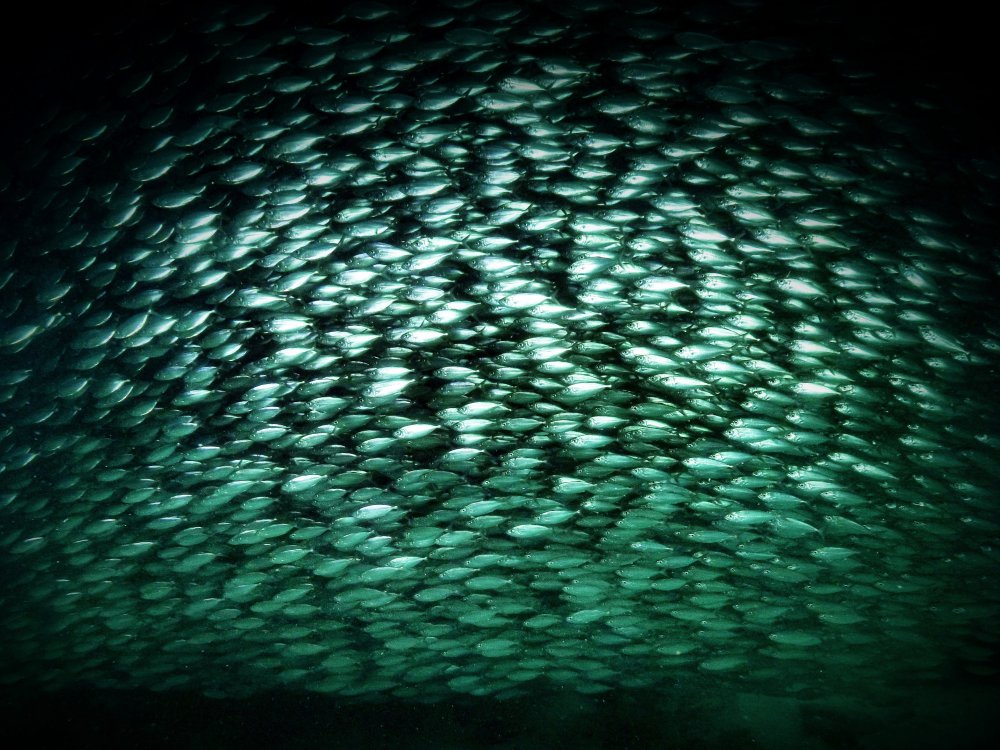 The crowd von Serge Melesan