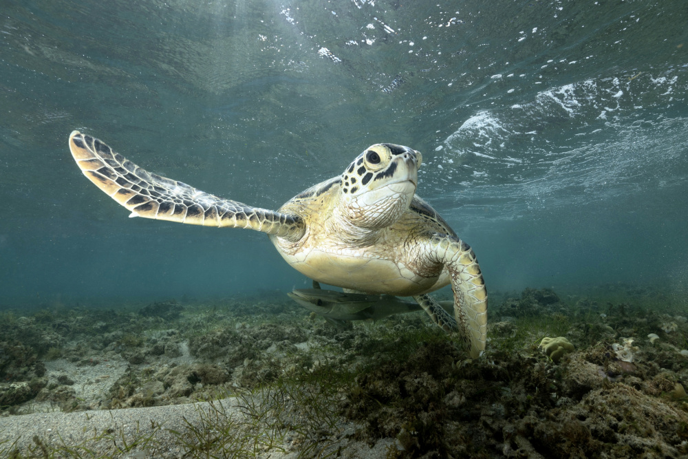 Fly von Serge Melesan