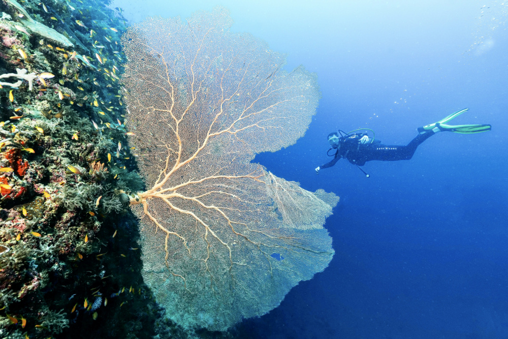 Gorgona von Serge Melesan