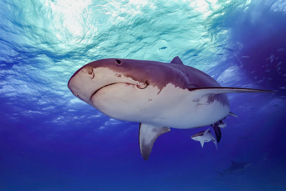 Hook von Serge Melesan