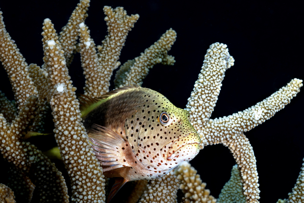 Coral living von Serge Melesan