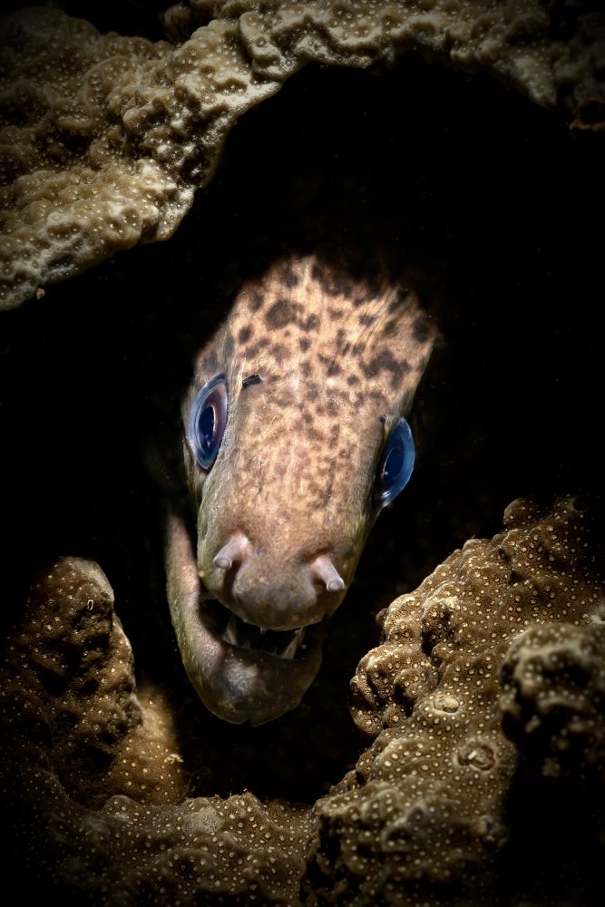 Moray Eel portrait von Serge Melesan