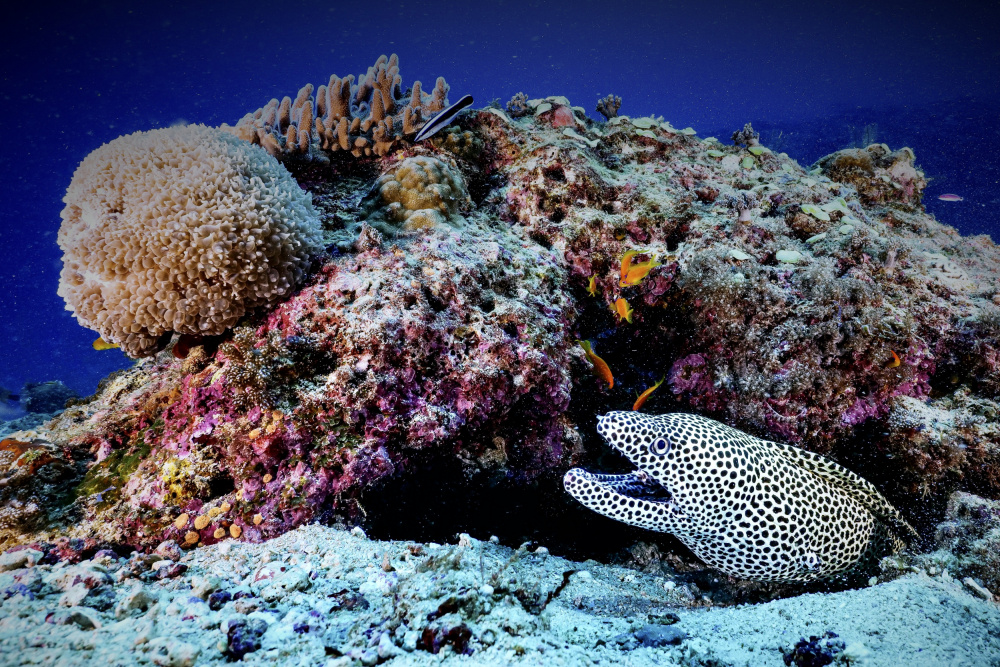 Porcelain moray eel von Serge Melesan