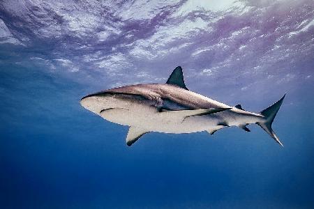 Reef shark