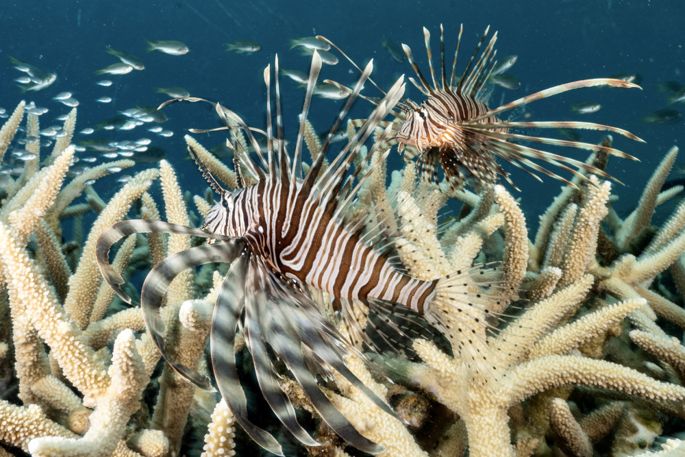 Lion fish 2 von Serge Melesan