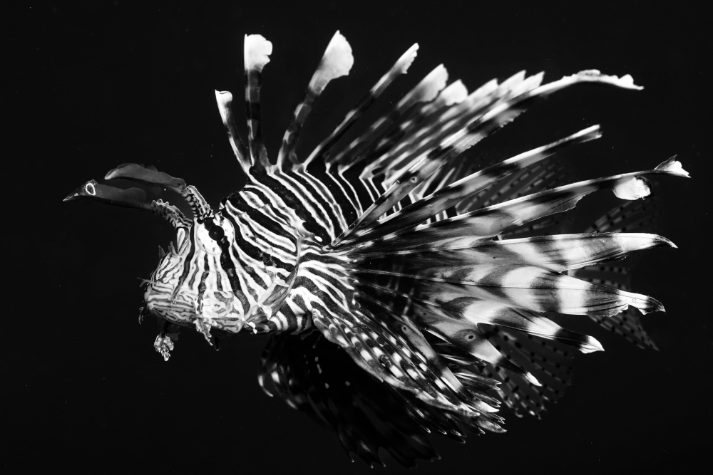 Lion fish von Serge Melesan