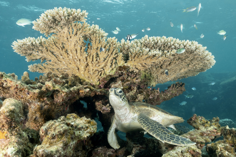 Under protect von Serge Melesan