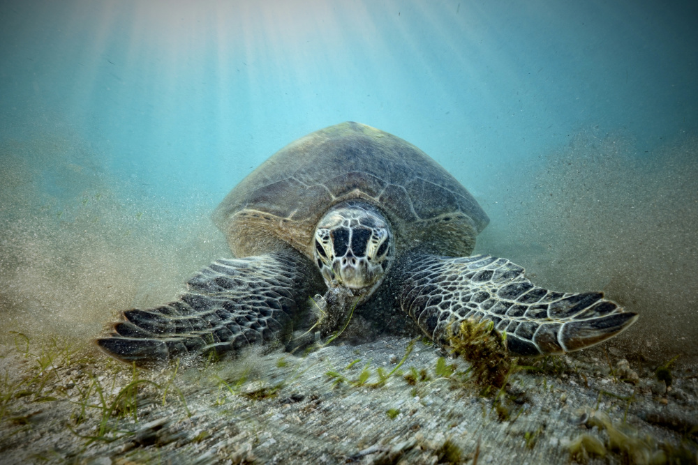 Starving von Serge Melesan