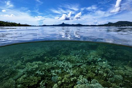 From the reef to the sky