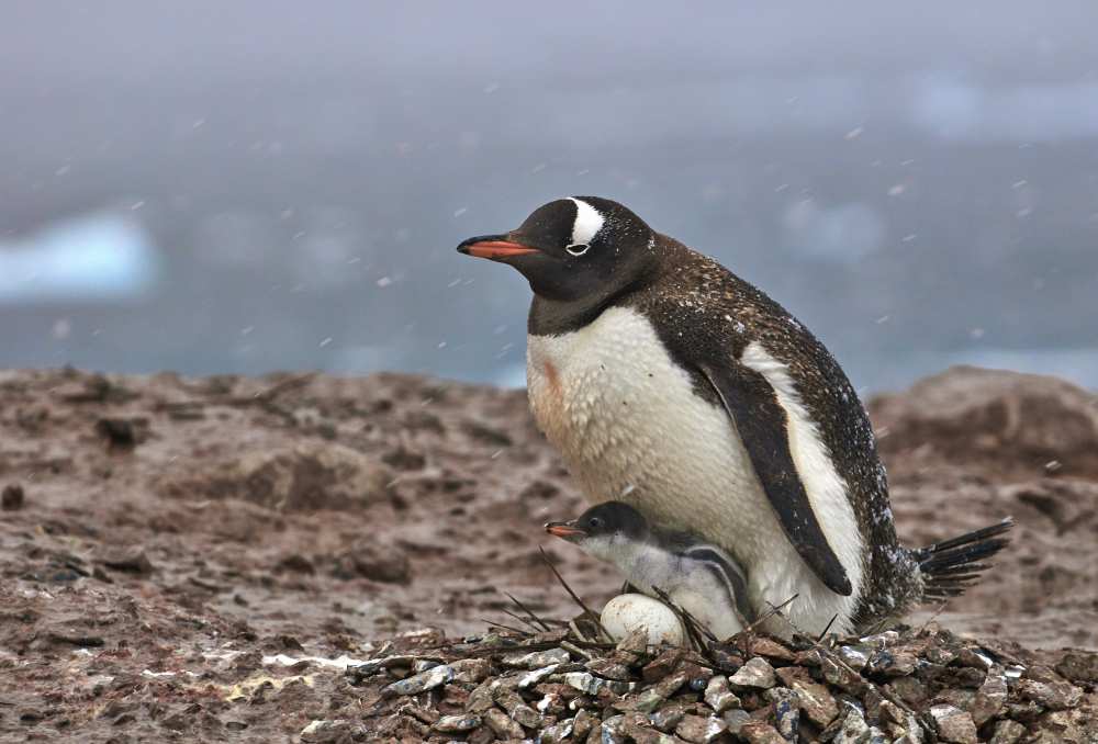 Evolution von Sergey Kokinskiy