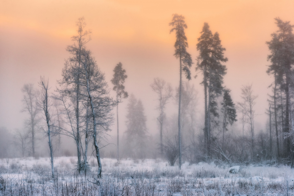 Frosty morning von Sergey Pesterev
