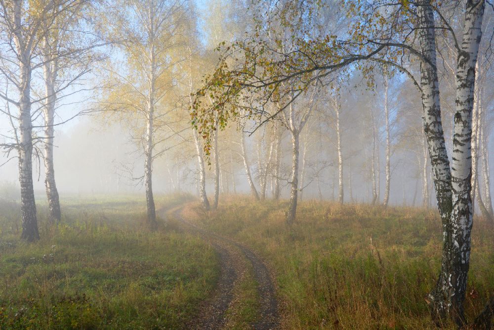 Herbststimmung von Sergey Romanchuk