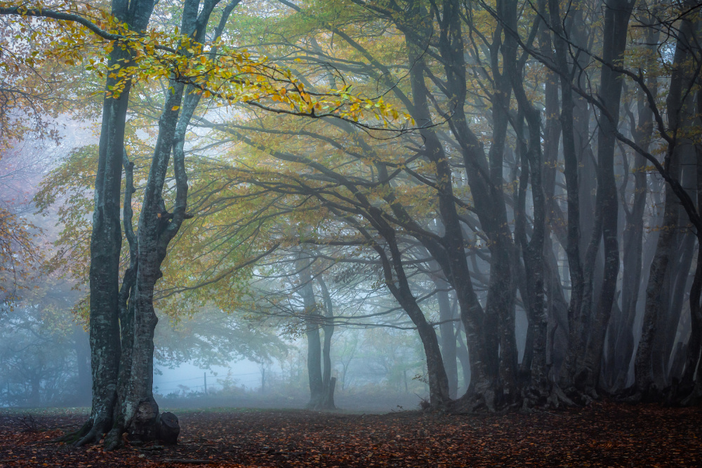 Trees in the fog von Sergio Barboni