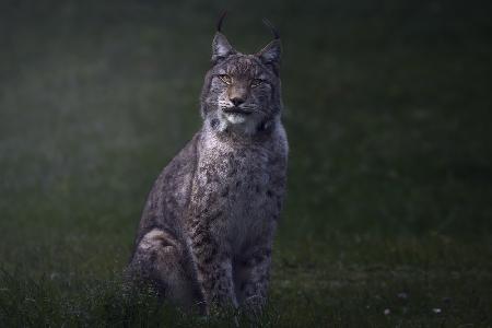 Fine art Lynx.