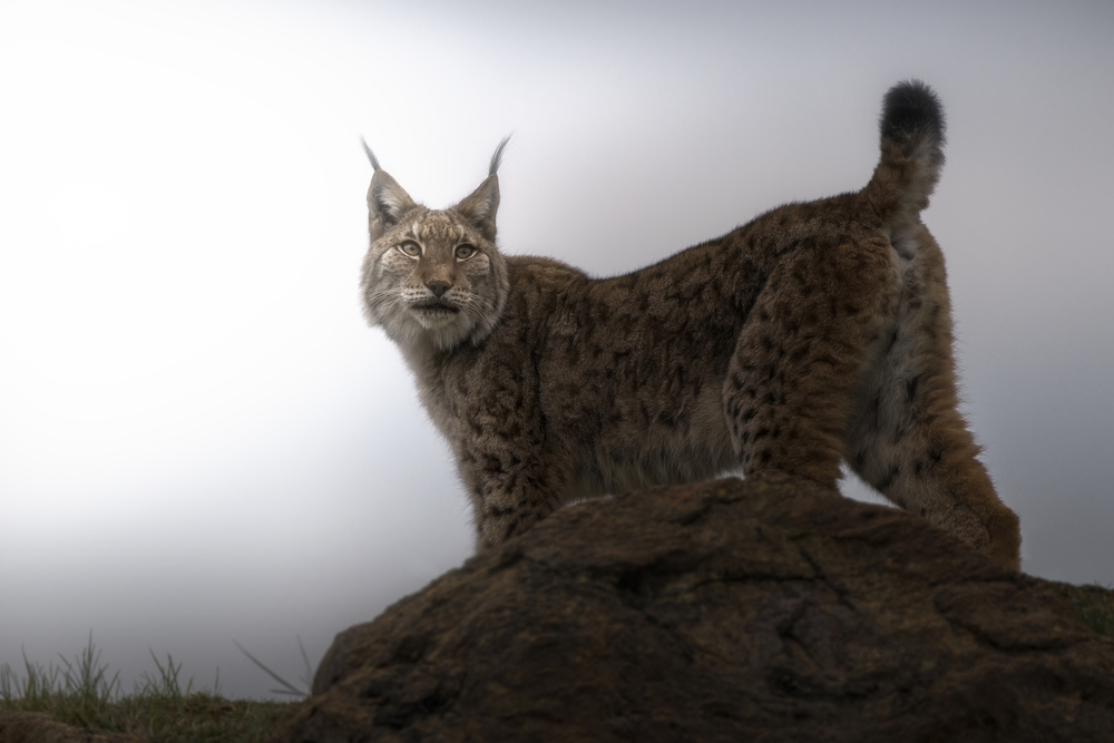 Lynx in the mist. von Sergio Saavedra Ruiz