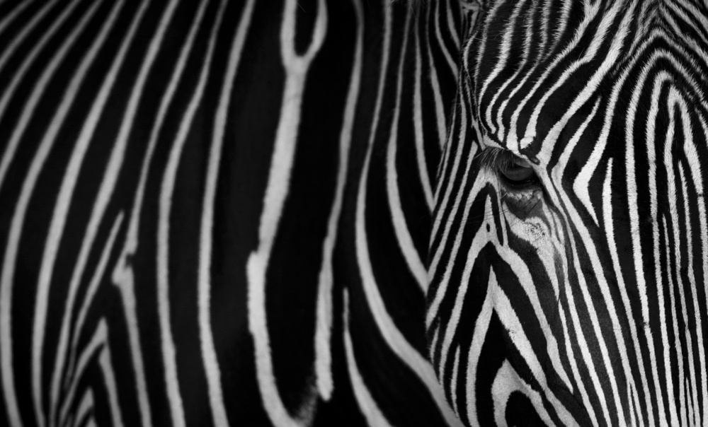 Stripes von Sergio Saavedra Ruiz