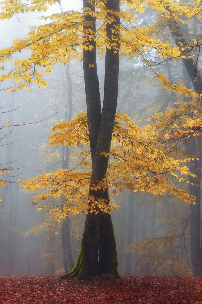 Loving trees von Shahram Hafezi