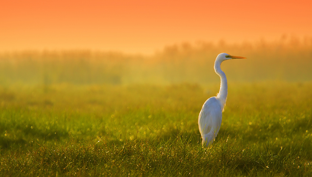 Egret in Paradise von Shaibal Bhattacharya