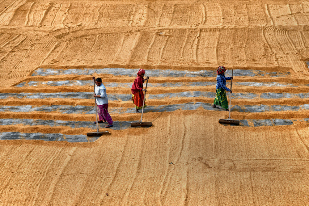 Paddy drying16 von Shaibal Nandi