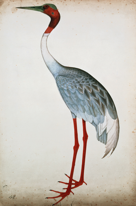 Sarus Crane, painted for Lady Impey at Calcutta von Shaikh Zain ud-Din