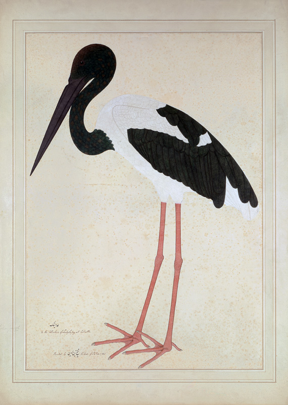 Blacknecked Stork, Xenorhynchus Asiaticus, painted for Lady Impey at Calcutta von Shaikh Zain ud-Din