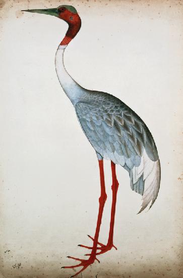 Sarus Crane, painted for Lady Impey at Calcutta