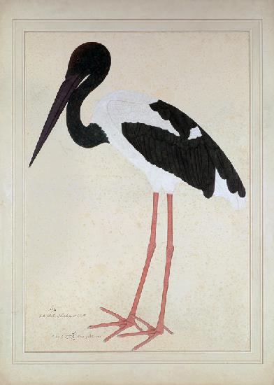 Blacknecked Stork, Xenorhynchus Asiaticus, painted for Lady Impey at Calcutta 1781