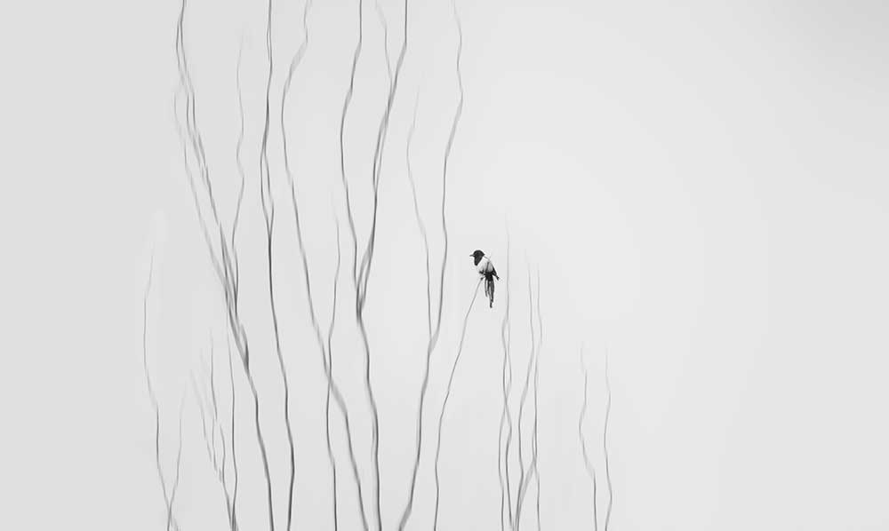 Winter Moment von Shan Jiang