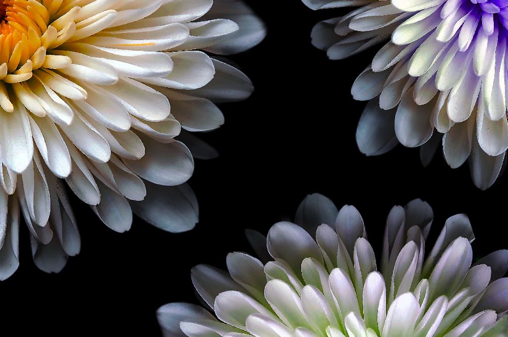 Triade von Shane Peterson