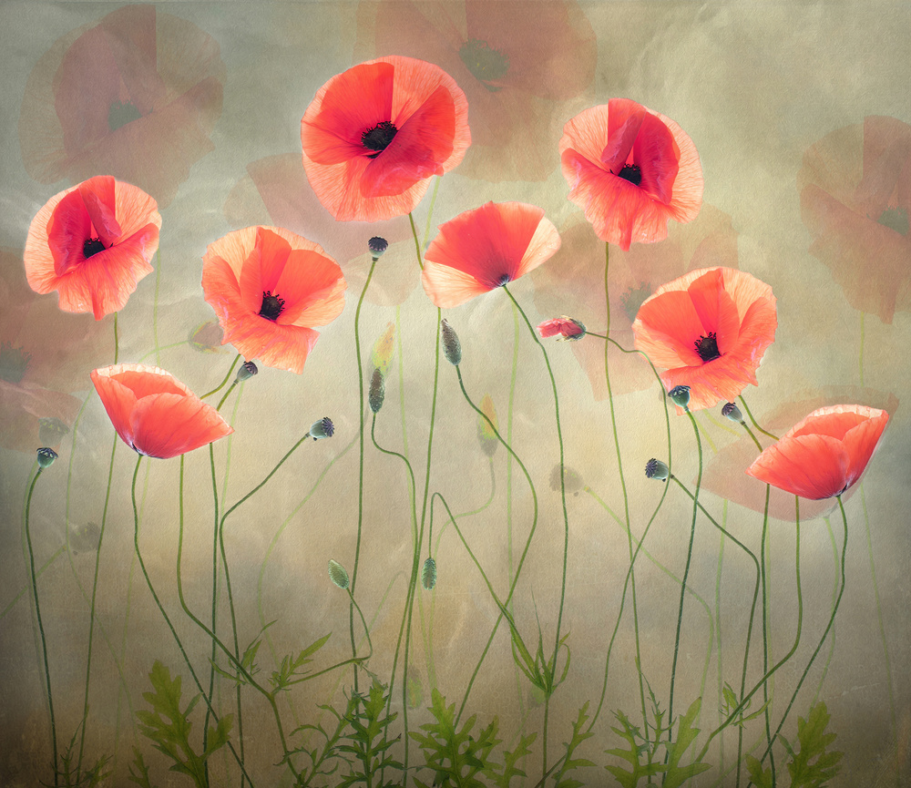 Poppy Dance von Sharon Williams