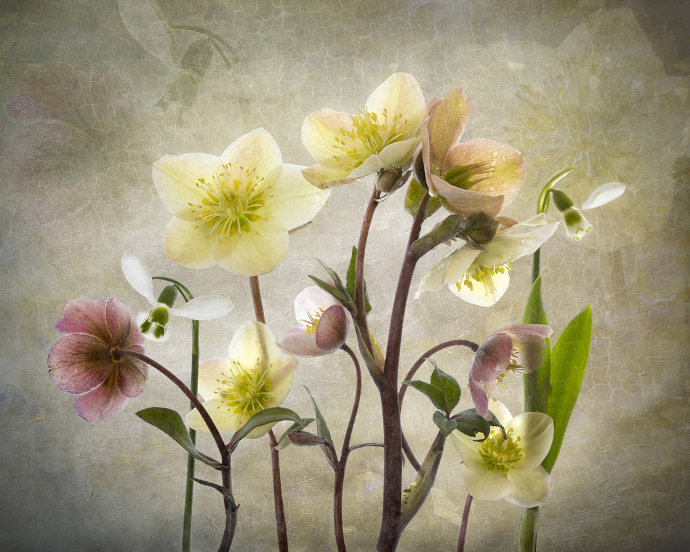 Hellebore Garden von Sharon Williams