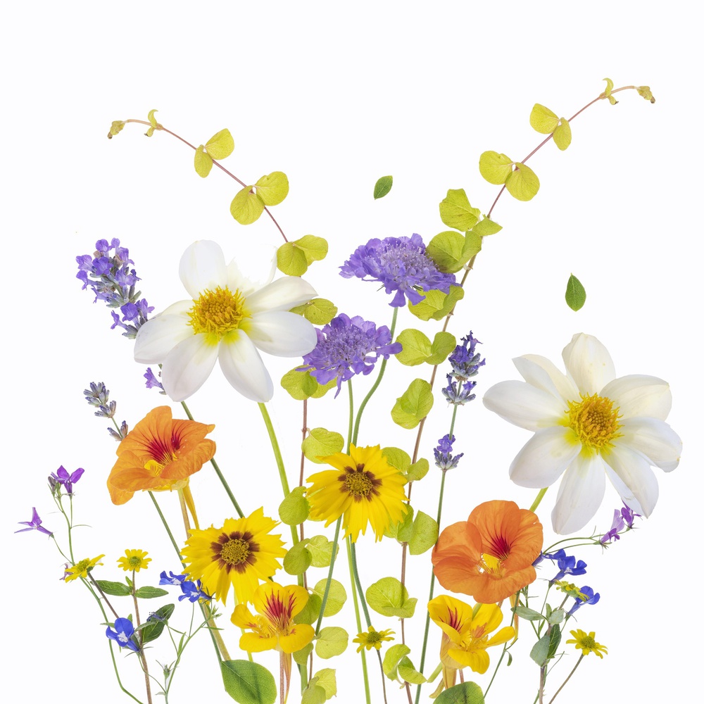 Summer Posey von Sharon Williams