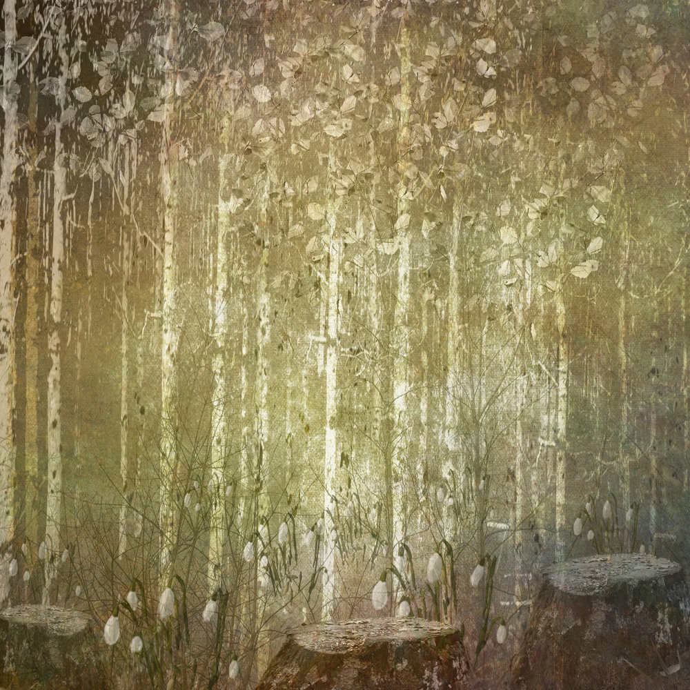 Winter Woodland von Sharon Williams