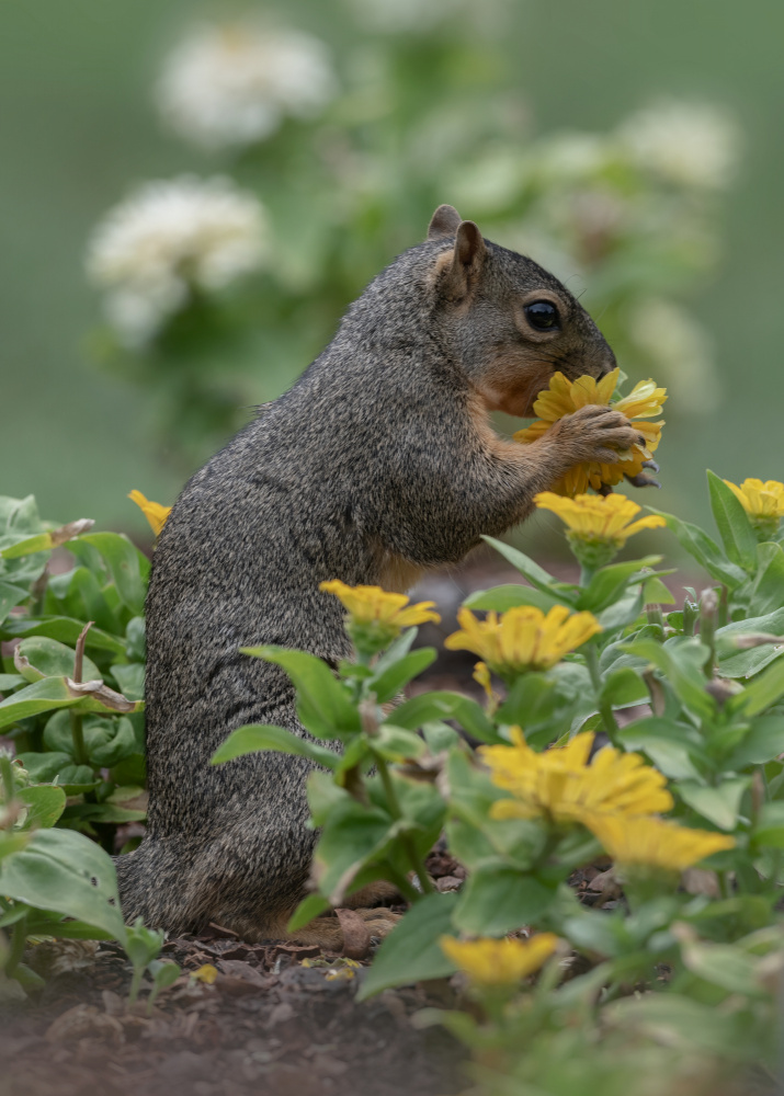 The flower lover! von sheila xu