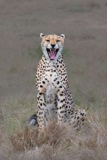 The laughing cheetah