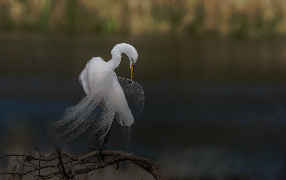 The beauty (3) von sheila xu