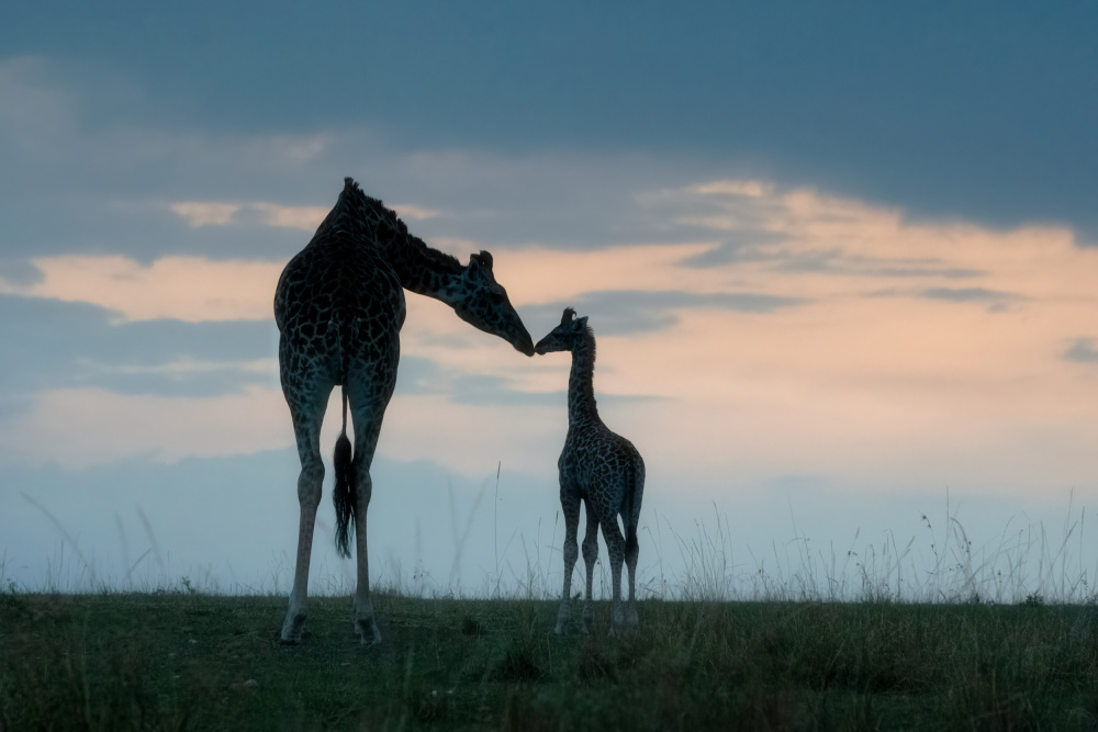 The tender love (2) von sheila xu