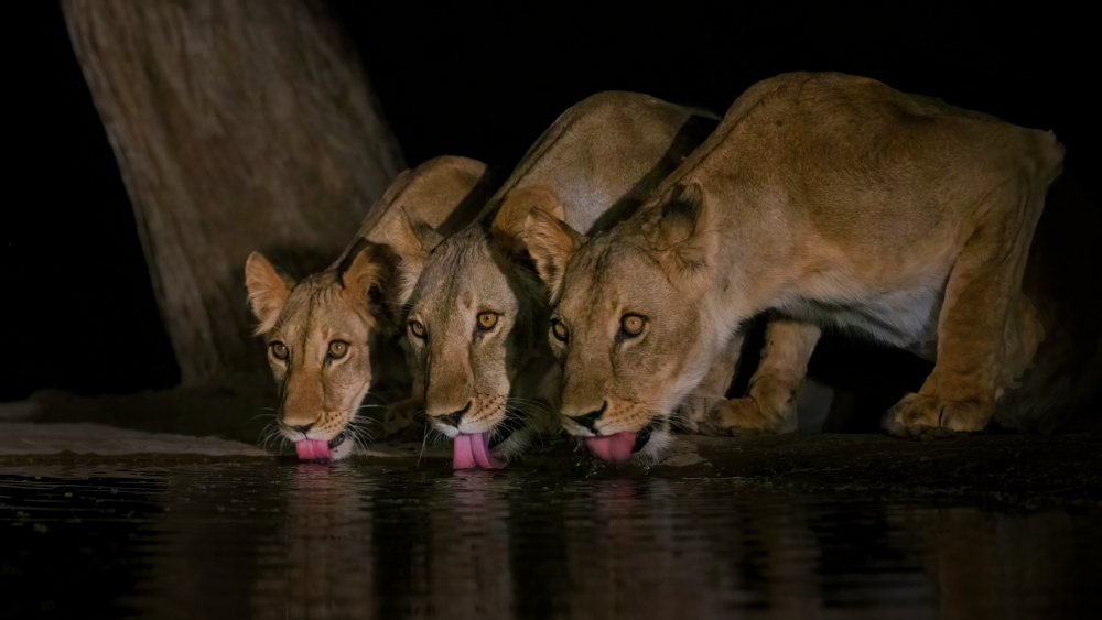 Three lions! von sheila xu