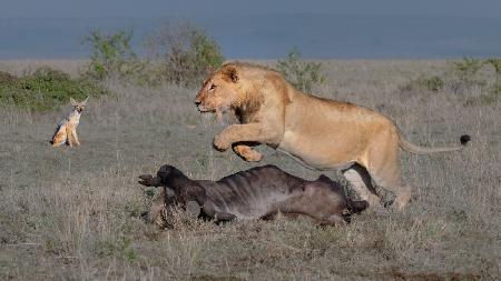 No one steal the meat from me!