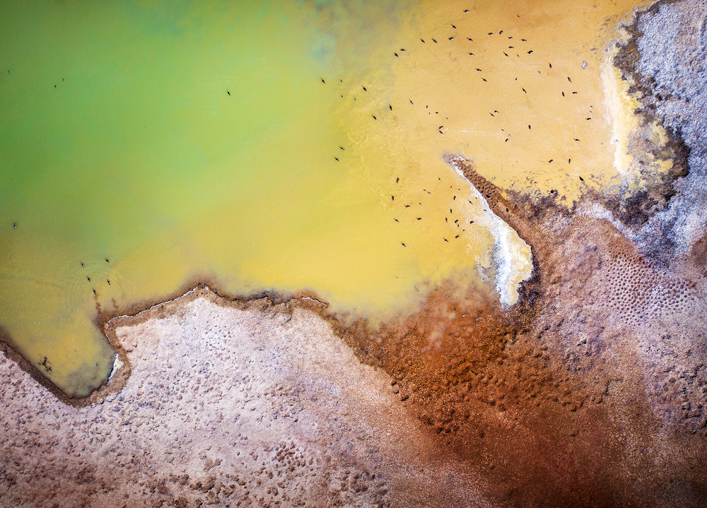 Lake in Spring von Shenshen Dou