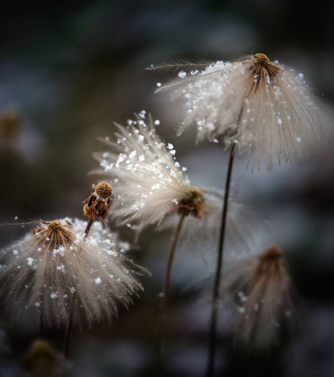 The new dress von Shenshen Dou