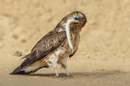 When the hunter becomes prey...