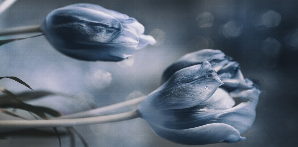 Ode à primavera von Sherin.Abdou