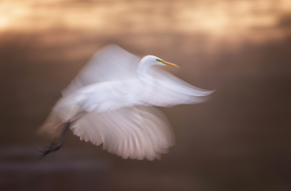 Flying fairy von Shi &amp Wei